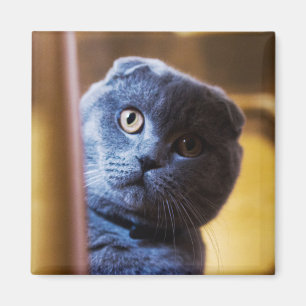 Imán Gris Kitty