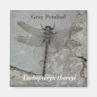 Imán Gris Petaltail Nature Photography Magnet
