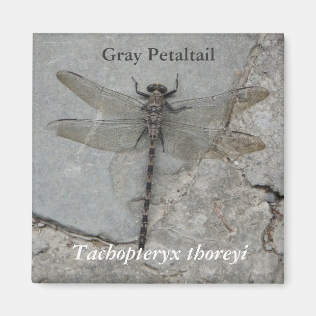Imán Gris Petaltail Nature Photography Magnet (Frente)