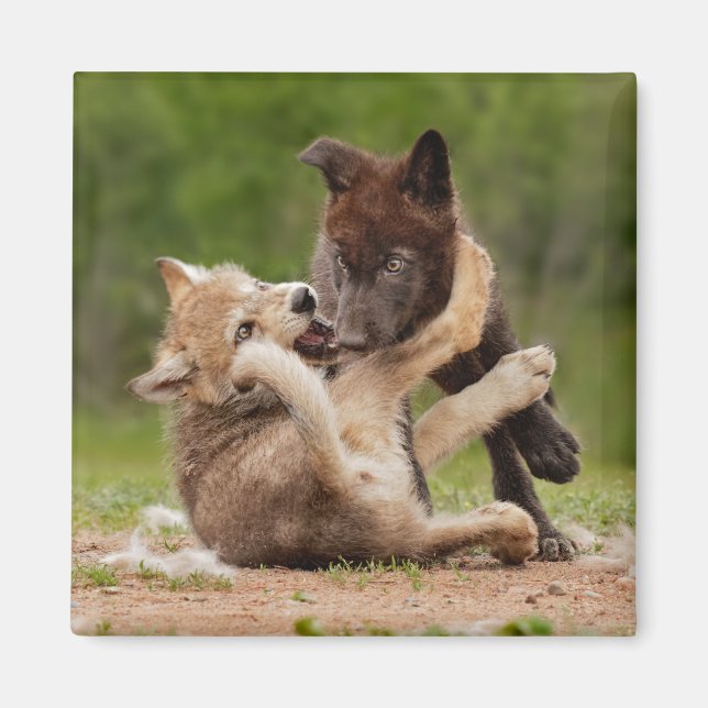 Imán Gris Wolf Pups (Frente)