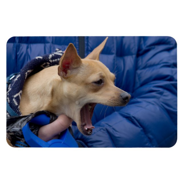 Imán Gritando a Chihuahua (Horizontal)