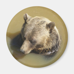 Imán Grizzly Bear