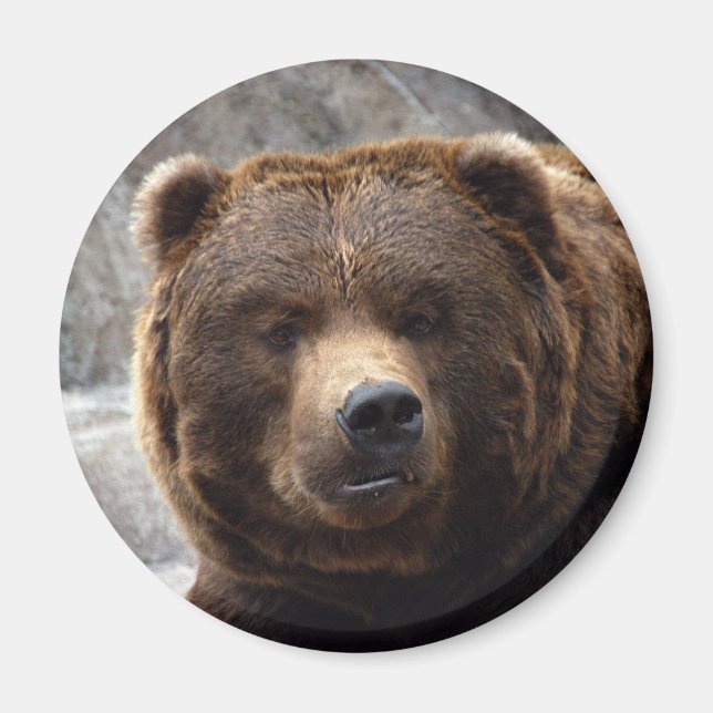 Imán Grizzly Bear Magnet (Frente)
