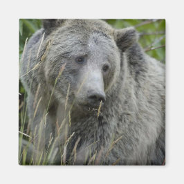Imán Grizzly_Bear_Photography_Art
