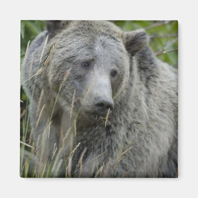 Imán Grizzly_Bear_Photography_Art (Frente)