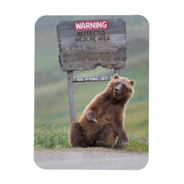 Imán Grizzly Bear Plays With Sign (Vertical)