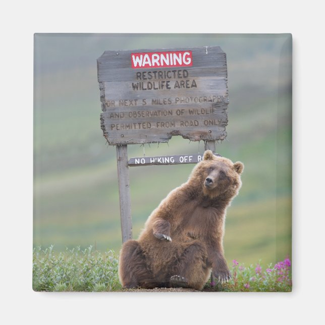 Imán Grizzly Bear Plays With Sign (Frente)