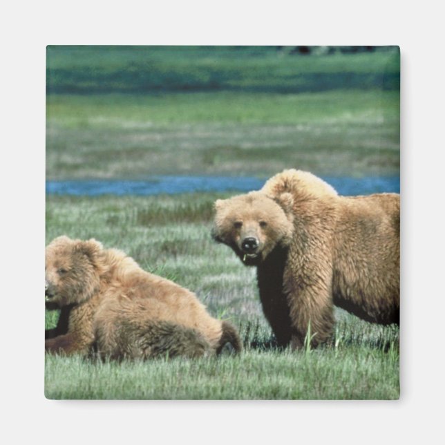 Imán Grizzly Bears (Frente)