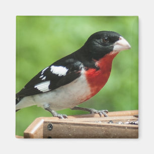 Imán Grosbeak de pecho Rosa