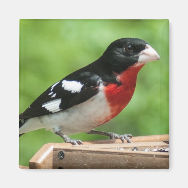Imán Grosbeak de pecho Rosa (Frente)