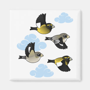 Imán Grosbeaks en vuelo por la noche