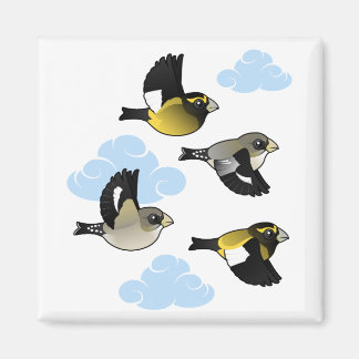 Imán Grosbeaks en vuelo por la noche