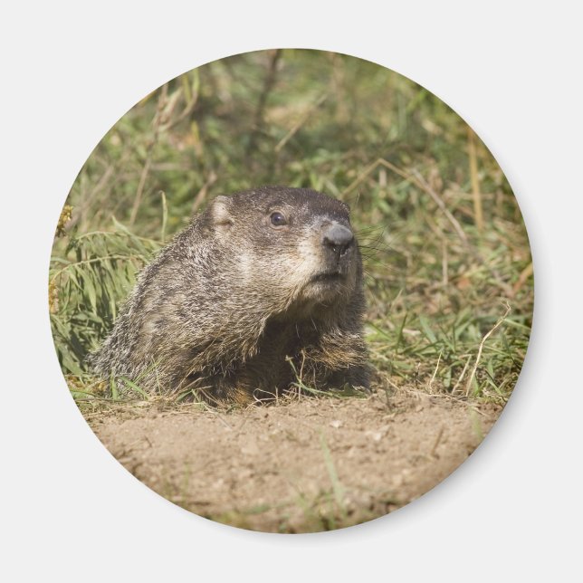 Imán Groundhog (Frente)