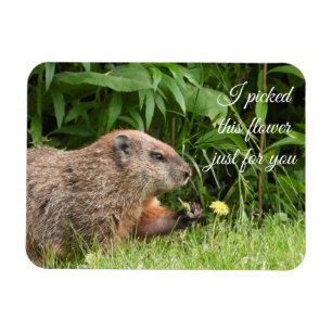 Imán Groundhog conocido como Woodchuck con Flor