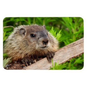 Imán Groundhog de bebé lindo / Woodchuck