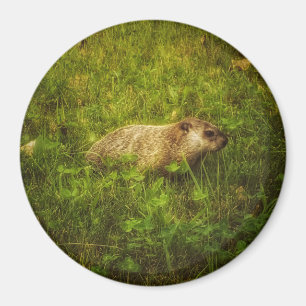 Imán Groundhog en un electroimán del campo