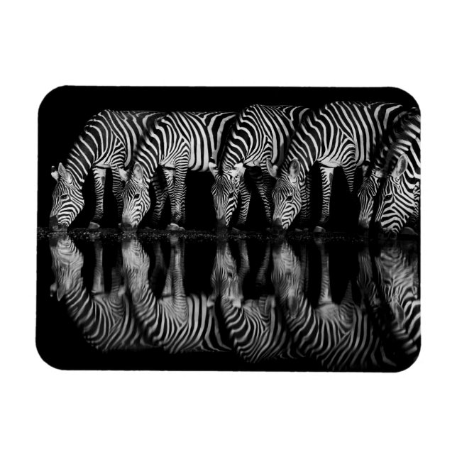 Imán Group of Plains Zebra Drink Together at Night (Horizontal)