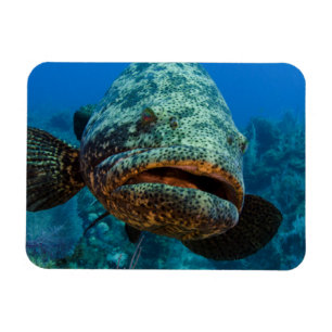 Imán Grouper Goliath del Atlántico