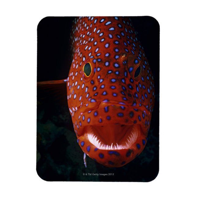 Imán Grouper Jewel, Cefhalopholis miniata (Vertical)