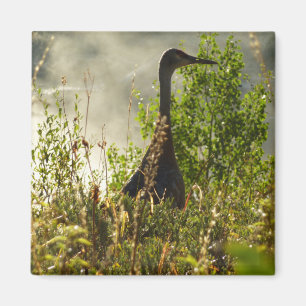Imán Grúa arenosa en Moose Ponds en Grand Teton