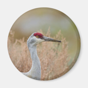 Imán Grúa de Sandhill
