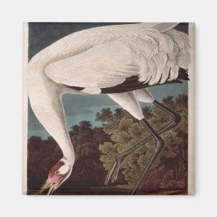 Imán Grúa de Whooping, de 'Birds of America'