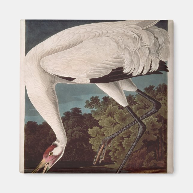 Imán Grúa de Whooping, de 'Birds of America' (Frente)