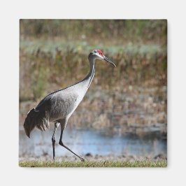 Imán Grulla Americana- Grulla Gris