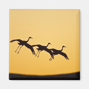Imán Grulla canadiense aterrizando al atardecer