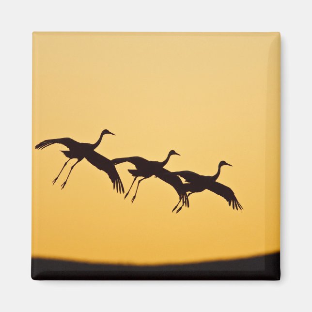Imán Grulla canadiense aterrizando al atardecer (Frente)