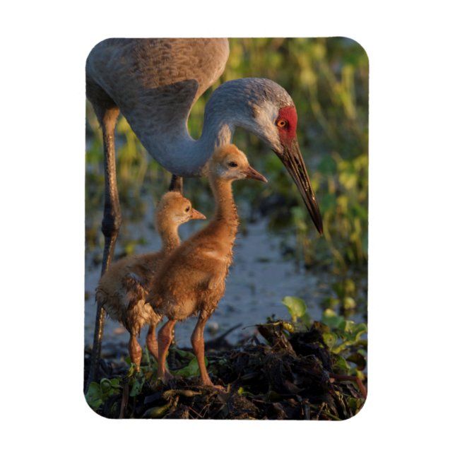 Imán Grulla canadiense con crías, Florida (Vertical)