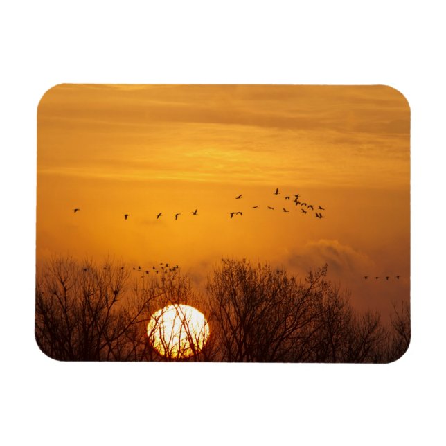 Imán Grullas canadienses silueteadas contra el sol naci (Horizontal)