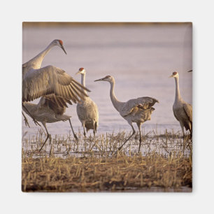 Imán Grullas de Canada (Grus canadensis) Platte