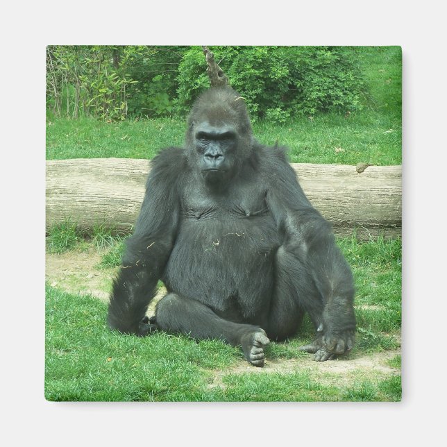 Imán Grumpy Lowland Gorilla (Frente)
