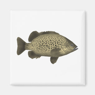 Imán Grunter de carbón