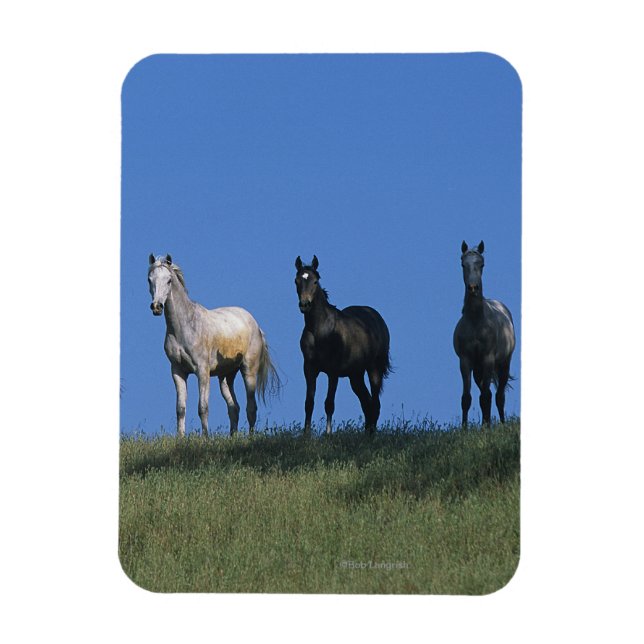 Imán Grupo de árabes (Vertical)