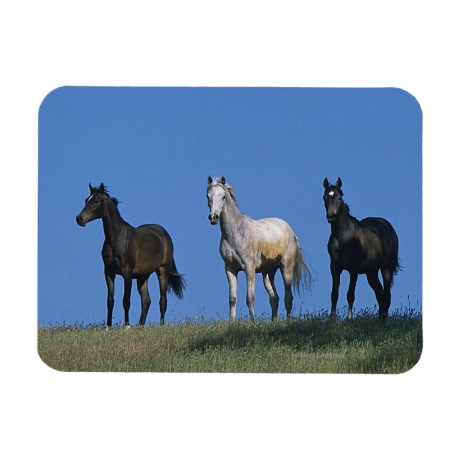 Imán Grupo de árabes (Horizontal)
