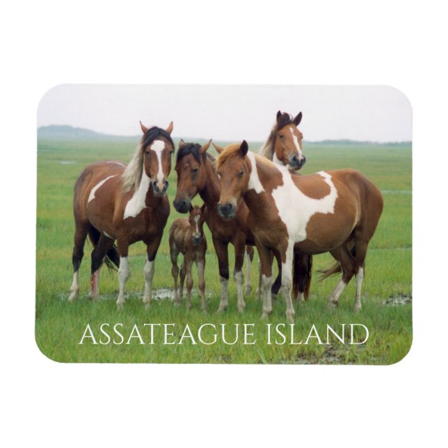 Imán Grupo de Caballos, costa nacional de Assateague (Horizontal)
