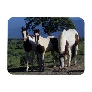 Imán Grupo de caballos de la pintura
