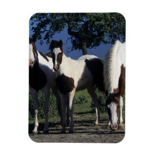 Imán Grupo de caballos de la pintura