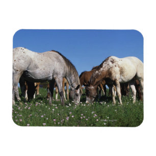 Imán Grupo de caballos del Appaloosa que pastan