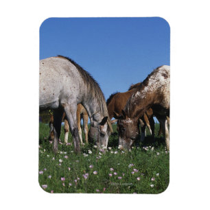 Imán Grupo de caballos del Appaloosa que pastan
