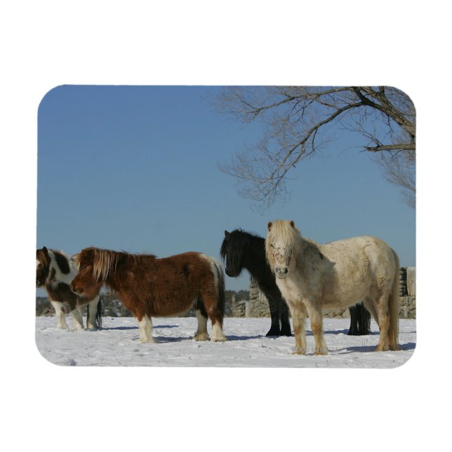 Imán Grupo de caballos en miniatura en la nieve (Horizontal)