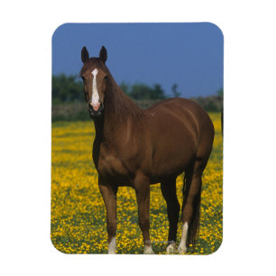 Imán Grupo de caballos excelentes