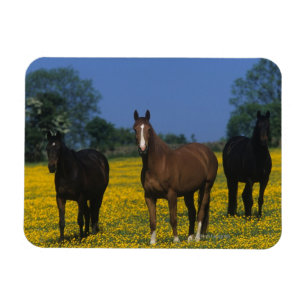 Imán Grupo de caballos excelentes