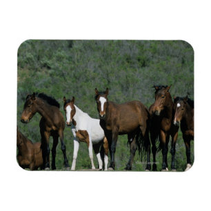 Imán Grupo de caballos salvajes del mustango