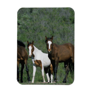 Imán Grupo de caballos salvajes del mustango