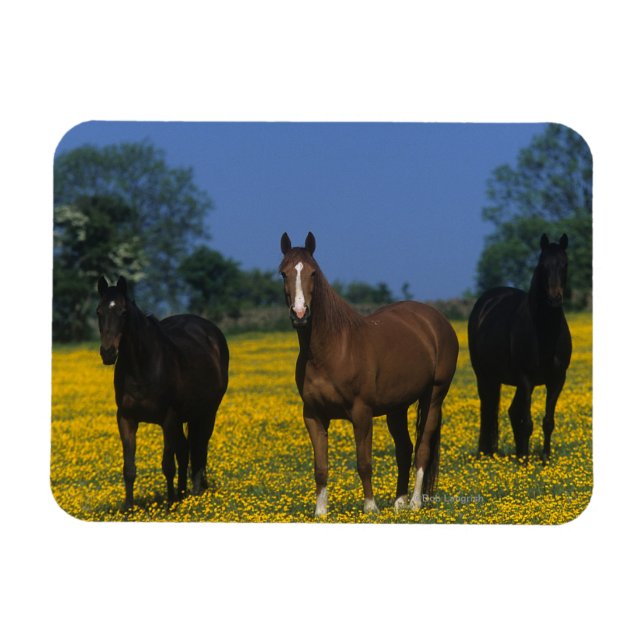Imán Grupo de caballos toscados (Horizontal)