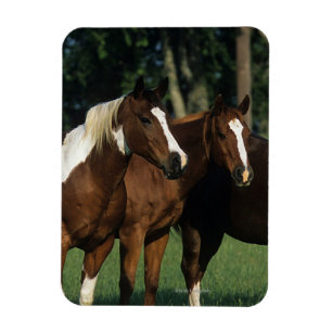 Imán Grupo de colocación de los caballos de la pintura