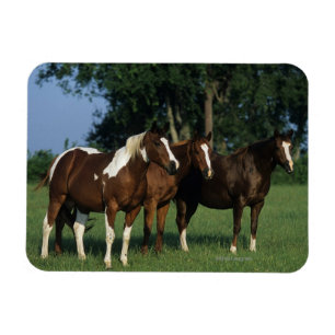 Imán Grupo de colocación de los caballos de la pintura